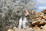 FOX TERRIER 150